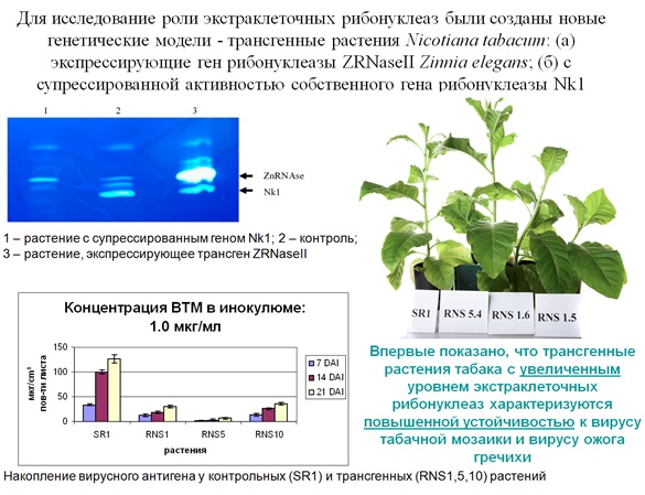 Рисунок 4. На форезе приведен спектр белков с рибонуклеазной активностью в экстрактах из листьев линий трансгенных растений с супрессированной активностью S-подобной РНКазы (Nk1), нетрансгенных растений и линии с увеличенной активностью S-подобной РНКазы Zinnia elegans (ZnRNase II). Приведены фотографии растений (не зафиксировано изменение морфологических характеристик), а также данные по накоплению антигена вируса табачной мозаики на 7, 14 и 21 дни после инокуляции в контроле (SR1) и линиях растений с высоким уровнем нуклеазной активности (RNS1,5,10).